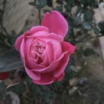 Emine