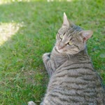 Elif