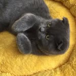 Batu