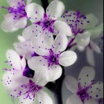 Sinem