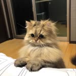 Sıla