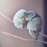 Melike