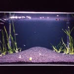 Fikret