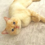 Buse