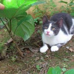 Erkan