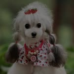 Merve