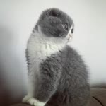 Umut