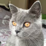 Ali