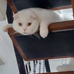 Hazel