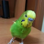 Enes