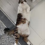 Anıl
