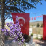 Melek