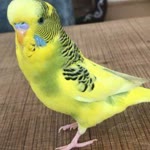 Dilan
