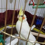 Seher