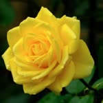 Faruk
