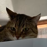 Aydan
