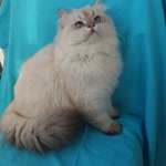 Özlem