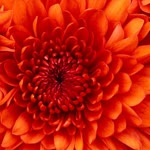 Merve