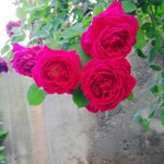 Ferhat