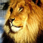 Serdar