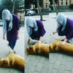 Cansu