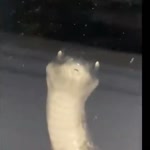 Silikon