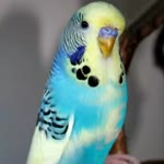 Sebil