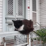 Selahattin