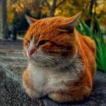 Şeyma