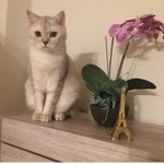 Meryem