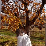 İrem