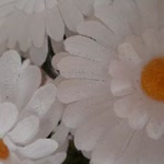 Bahadir