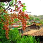 Dilek