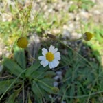 Bahar