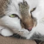 Hülya