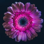 Hatice