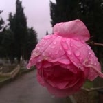 Elif