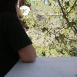 Ayşenur