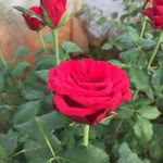 İsmail