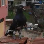 Halil