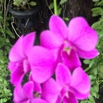 Fatma