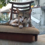 Ceyda