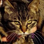 Semih