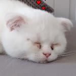 Haydi