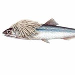 Ebubekir