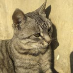 Serkan