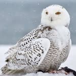 Tolga