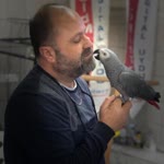 Volkan