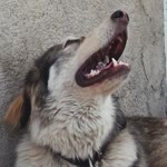 Eylül