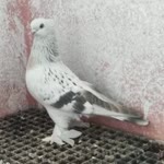Göksel